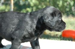 lara-welpen-2006-040.jpg