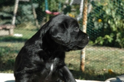 lara-welpen-2006-041.jpg