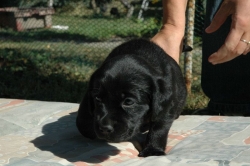 lara-welpen-2006-042.jpg