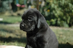 lara-welpen-2006-043.jpg