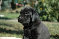lara-welpen-2006-044.jpg