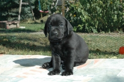 lara-welpen-2006-045.jpg