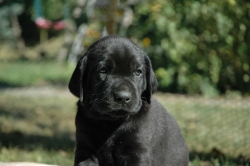lara-welpen-2006-046.jpg