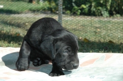 lara-welpen-2006-047.jpg