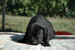 lara-welpen-2006-048.jpg