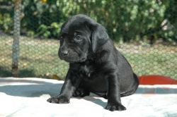 lara-welpen-2006-049.jpg
