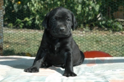 lara-welpen-2006-050.jpg