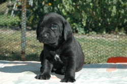 lara-welpen-2006-051.jpg