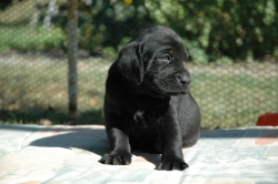 lara-welpen-2006-052.jpg