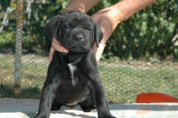 lara-welpen-2006-053.jpg
