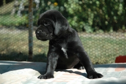 lara-welpen-2006-054.jpg