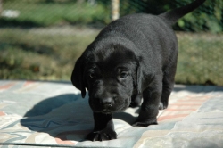 lara-welpen-2006-055.jpg