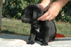 lara-welpen-2006-057.jpg