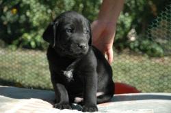 lara-welpen-2006-058.jpg
