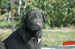 lara-welpen-2006-059.jpg