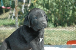 lara-welpen-2006-060.jpg
