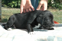 lara-welpen-2006-061.jpg