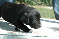 lara-welpen-2006-062.jpg