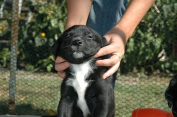lara-welpen-2006-063.jpg