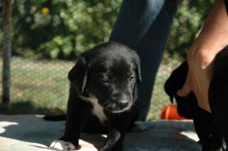 lara-welpen-2006-064.jpg