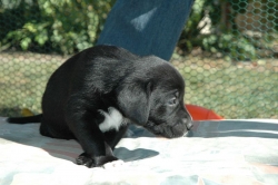 lara-welpen-2006-065.jpg