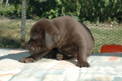 lara-welpen-2006-066.jpg