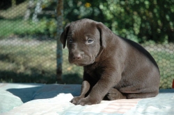 lara-welpen-2006-067.jpg