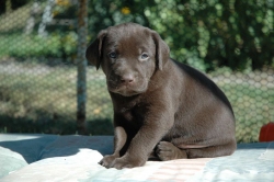 lara-welpen-2006-068.jpg