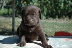 lara-welpen-2006-070.jpg