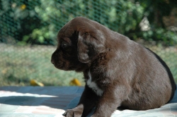 lara-welpen-2006-072.jpg