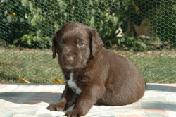 lara-welpen-2006-073.jpg