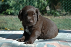 lara-welpen-2006-074.jpg