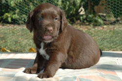 lara-welpen-2006-075.jpg