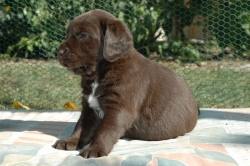 lara-welpen-2006-076.jpg