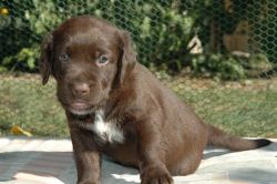 lara-welpen-2006-077.jpg