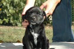 lara-welpen-2006-078.jpg