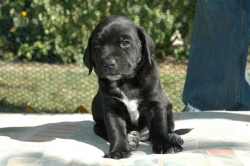 lara-welpen-2006-079.jpg