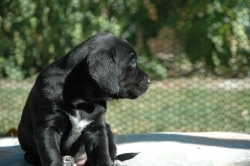 lara-welpen-2006-080.jpg