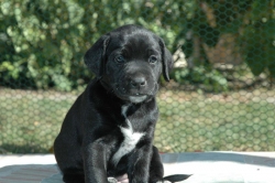 lara-welpen-2006-081.jpg