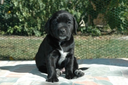 lara-welpen-2006-082.jpg