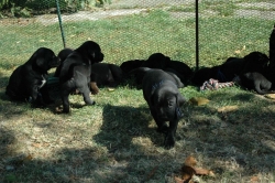 lara-welpen-2006-084.jpg