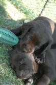 lara-welpen-2006-085.jpg