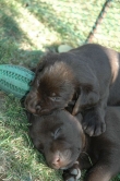 lara-welpen-2006-086.jpg