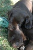 lara-welpen-2006-087.jpg
