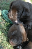 lara-welpen-2006-088.jpg