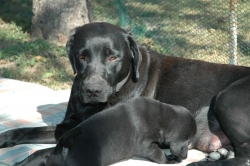 lara-welpen-2006-090.jpg