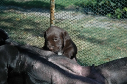 lara-welpen-2006-092.jpg