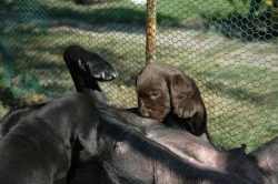 lara-welpen-2006-093.jpg