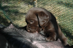 lara-welpen-2006-094.jpg