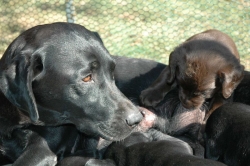lara-welpen-2006-098.jpg